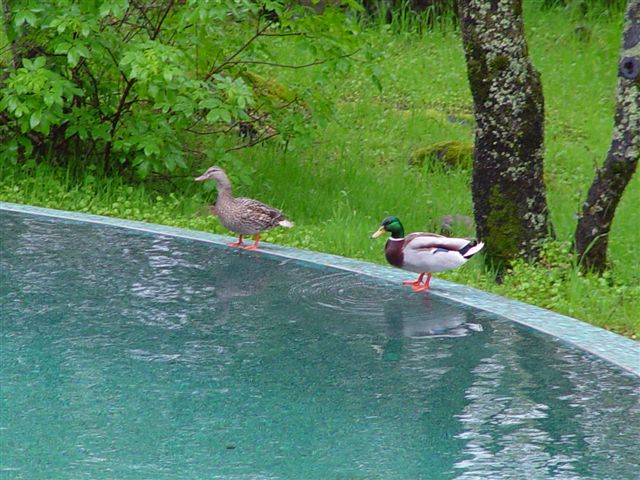 River pool construction by Jim Chandler Pools so natural even the wildlife love it!