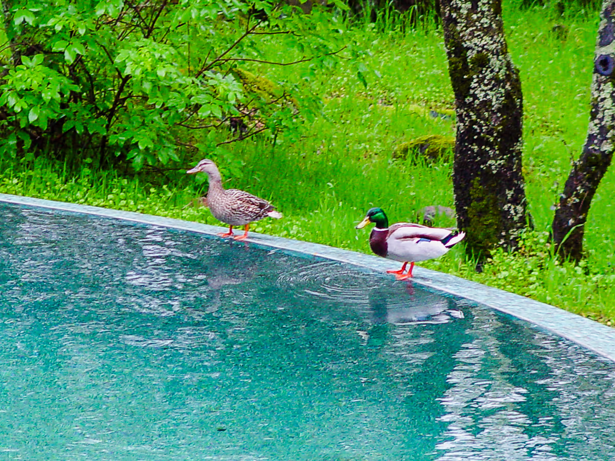 Mallard ducks resting on vanishing edge tile of river pool adjacent to protected natural habitat in Sierra foothills of Placer County by Jim Chandler Pools